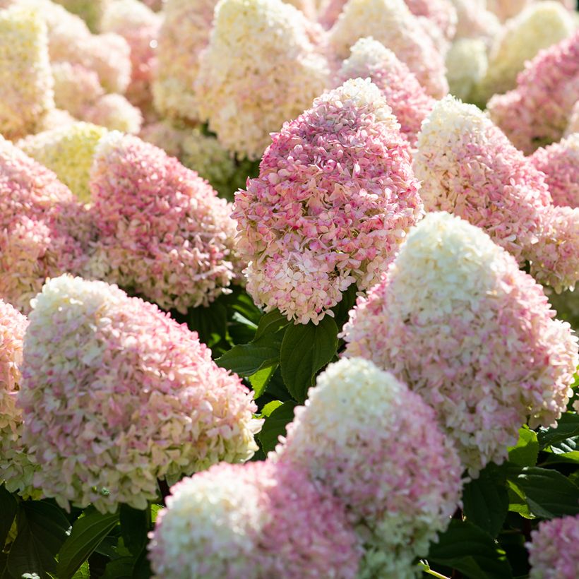 Hydrangea paniculata Living Candy Love - Hortensia en pánico (Floración)