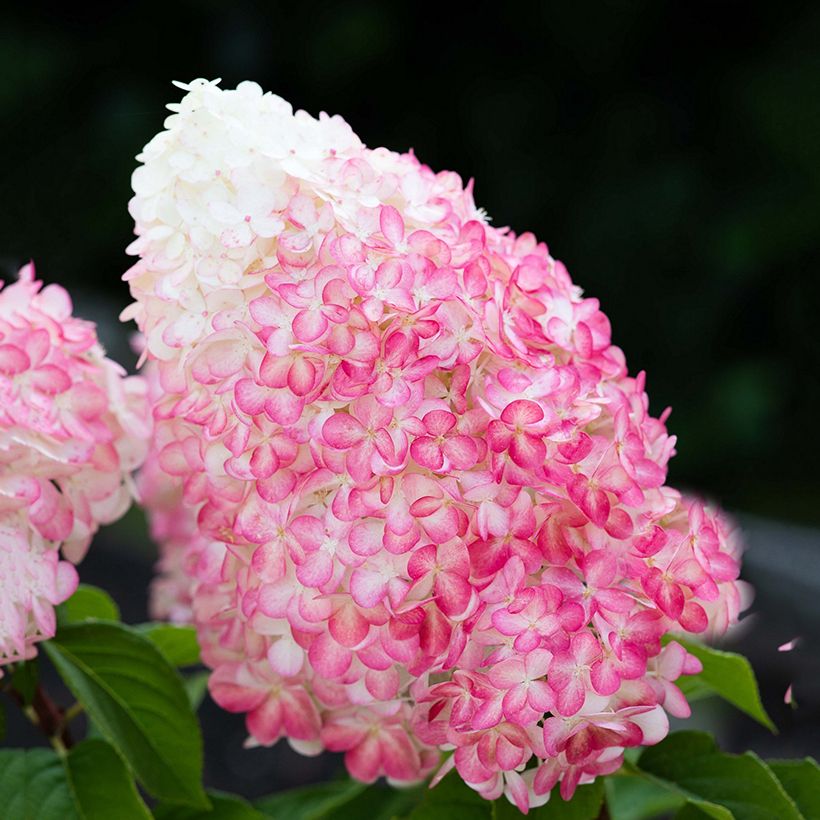 Hydrangea paniculata Living Pink & Rose - Hortensia en pánico (Floración)