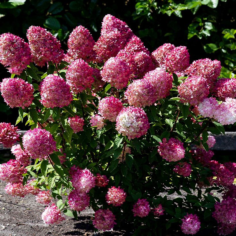 Hydrangea paniculata Living Pink & Rose - Hortensia en pánico (Porte)