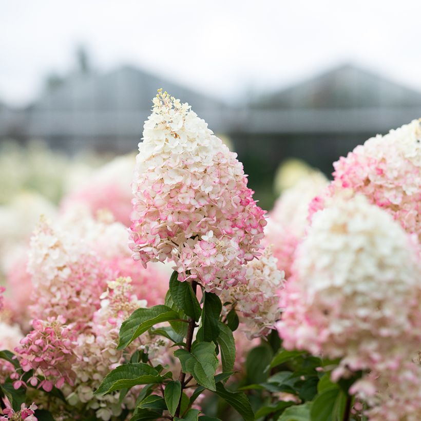 Hydrangea paniculata Living Strawberry Blossom - Hortensia en pánico (Floración)