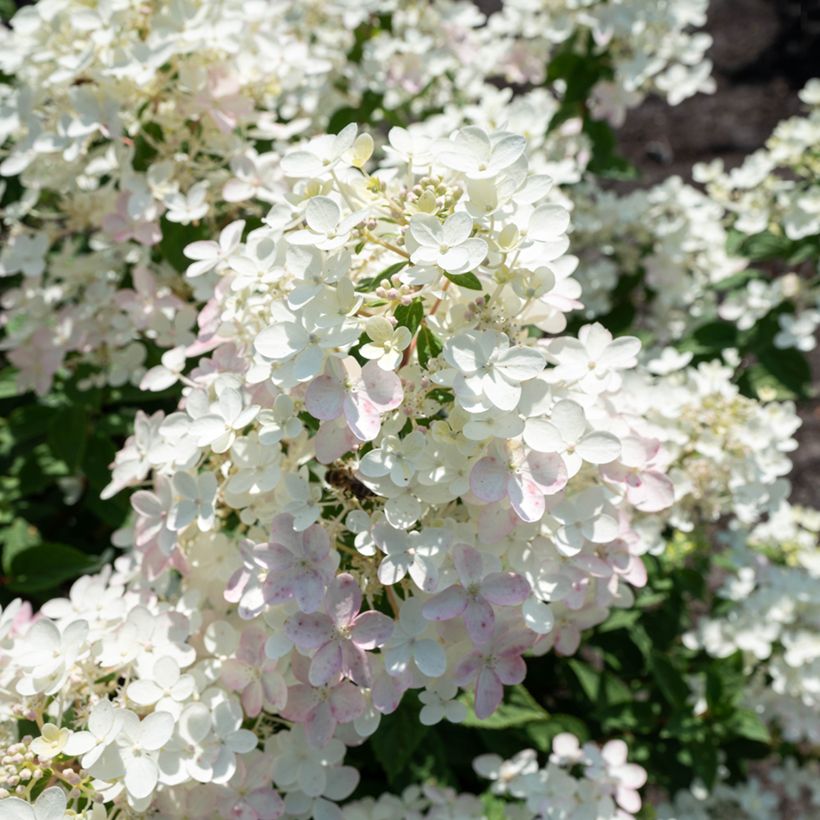 Hydrangea paniculata Living Touch of Pink - Hortensia en pánico (Floración)