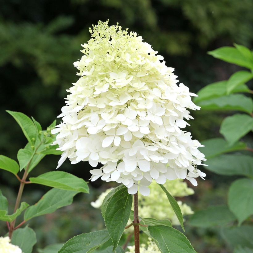 Hortensia paniculata Phantom - Hydrangea (Floración)