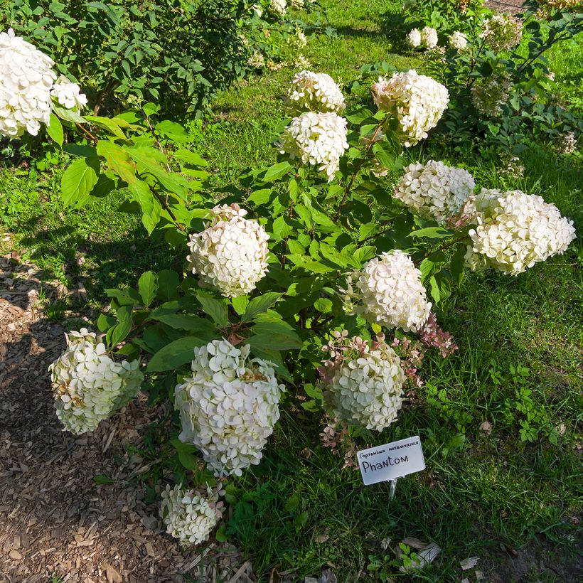 Hortensia paniculata Phantom - Hydrangea (Porte)