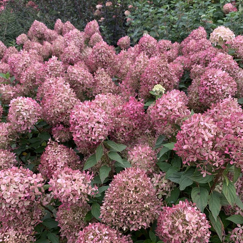 Hydrangea paniculata Pixio - Hortensia en pánico (Floración)