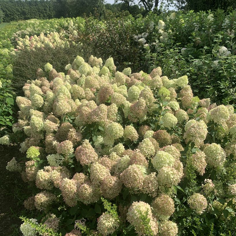 Hydrangea paniculata Pixio - Hortensia en pánico (Porte)