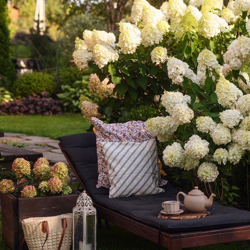 Hortensia paniculata Polar Bear - Hydrangea paniculata (Porte)