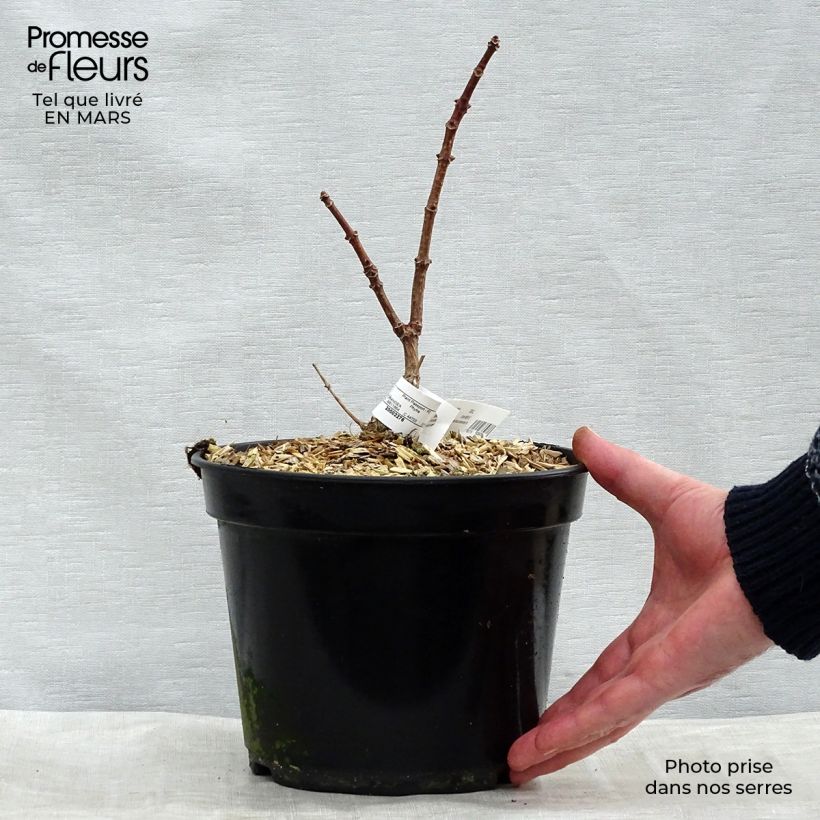 Hortensia paniculata Switch Ophelia - Hydrangea paniculata Maceta 3L/4L Ejemplar entregado en invierno