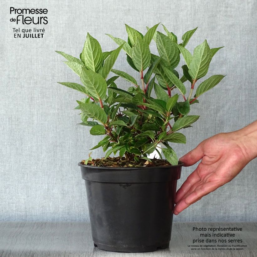 Ejemplar de Hortensia paniculata Switch Ophelia - Hydrangea paniculata Maceta 3L/4L entregado en verano