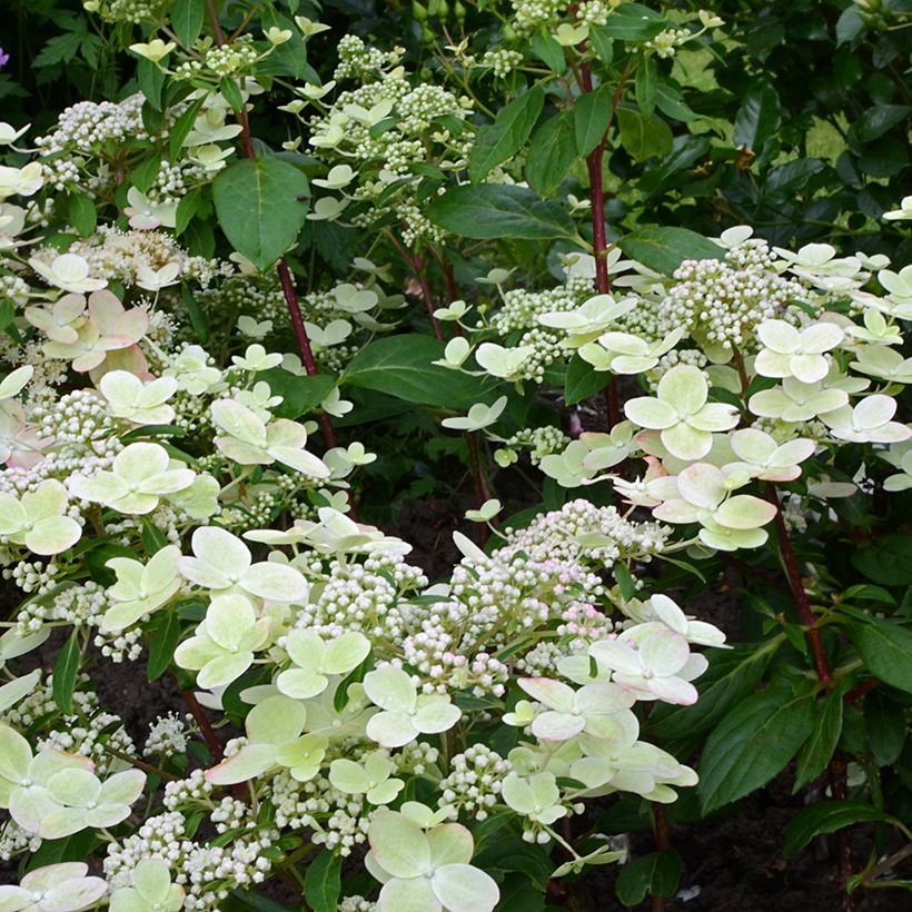 Hydrangea paniculata Prim’Red - Hortensia en pánico (Floración)
