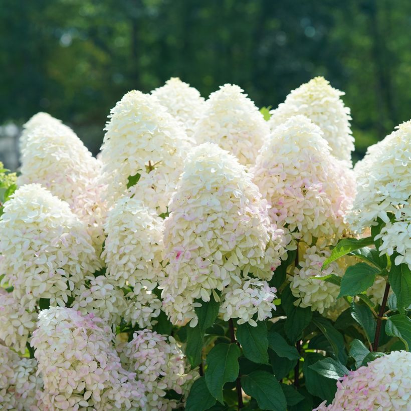 Hydrangea paniculata Quick Fire Fab - Hortensia en pánico (Floración)