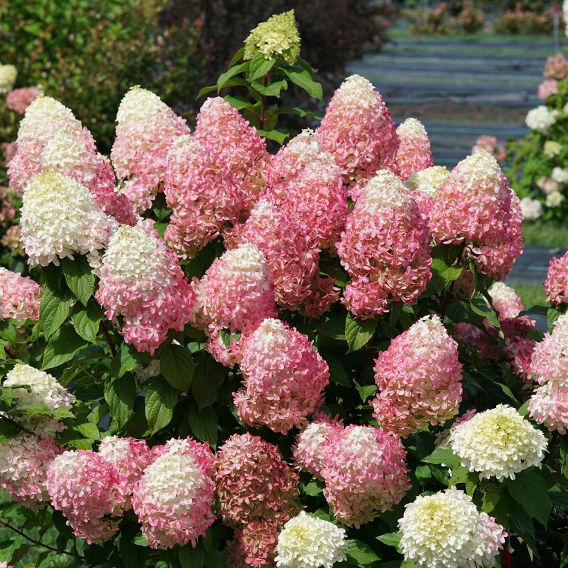 Hydrangea paniculata Quick Fire Fab - Hortensia en pánico (Porte)