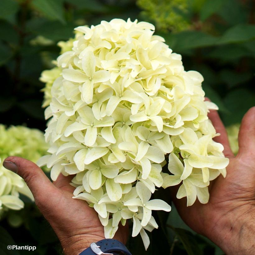 Hortensia paniculata Skyfall - Hydrangea paniculata (Floración)