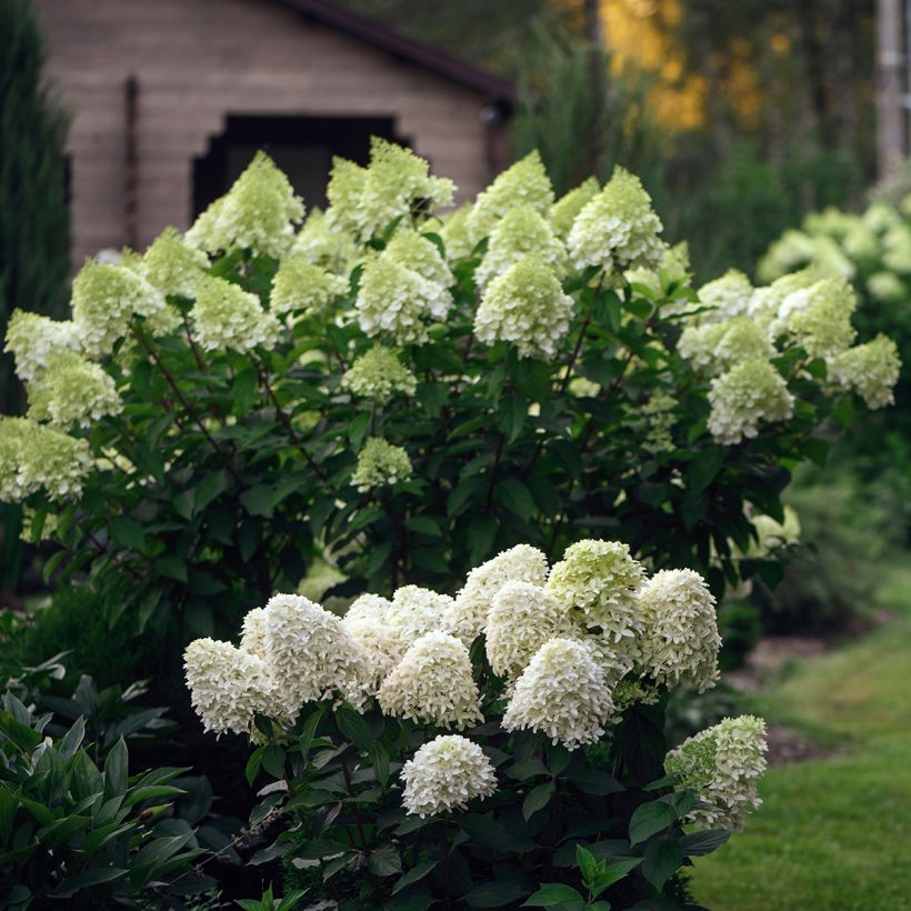 Hortensia paniculata Skyfall - Hydrangea paniculata (Porte)