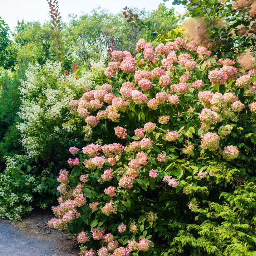 Hortensia paniculata Sundae Fraise - Hydrangea (Porte)