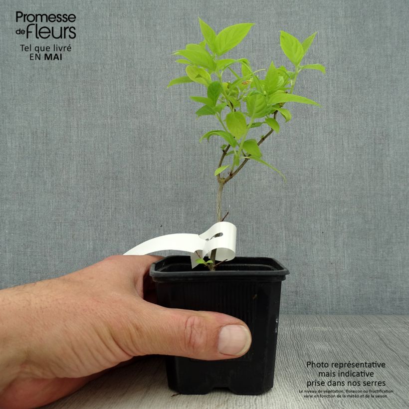 Hortensia paniculata Sunlight - Hydrangea paniculata Maceta de 8/9 cm Ejemplar entregado en la primavera