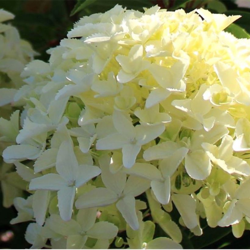 Hortensia paniculata White Light - Hydrangea paniculata (Floración)
