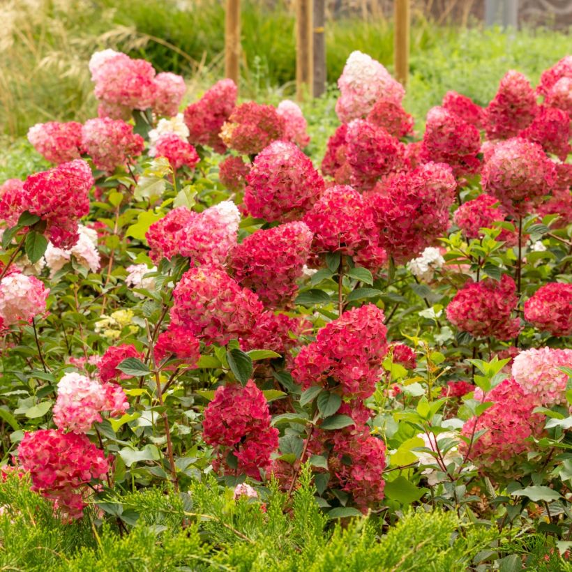 Hortensia paniculata Wim's Red - Hydrangea paniculata (Porte)