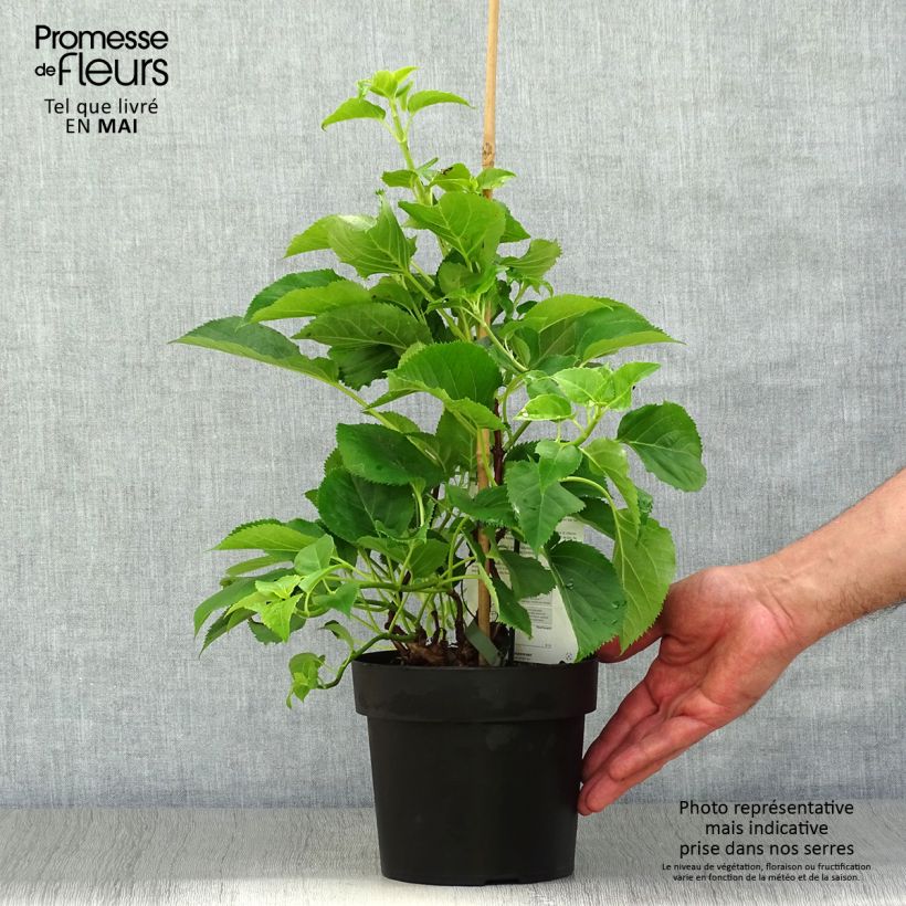 Hortensia anomala var. petiolaris Flying Saucer - Hortensia trepadora Maceta 2L/3L Ejemplar entregado en la primavera