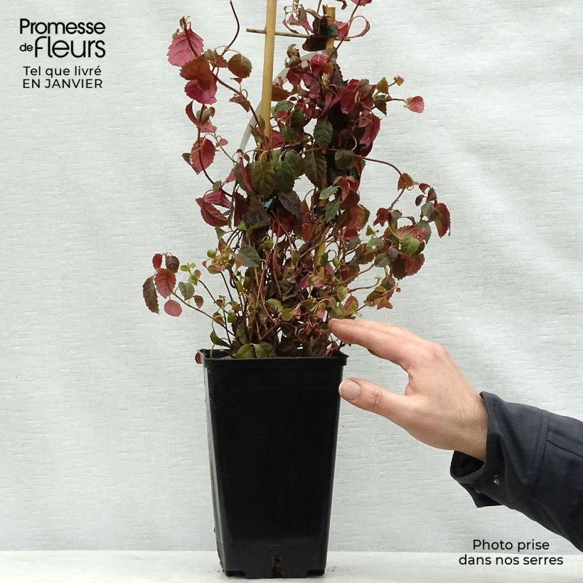 Hortensia anomala var. petiolaris Winter Surprise - Hortensia trepadora Maceta 2L/3L Ejemplar entregado en invierno