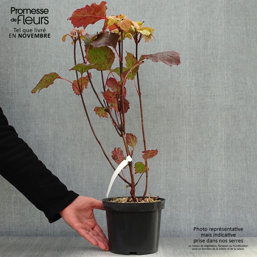 Ejemplar de Hortensia quercifolia Alice - Hydrangea de hoja de roble Maceta 2L/3L entregado en otoño