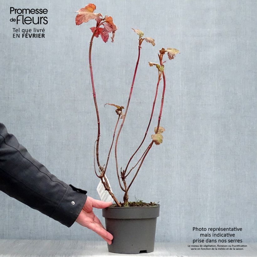 Hortensia quercifolia Alice - Hydrangea de hoja de roble Maceta 2L/3L Ejemplar entregado en invierno