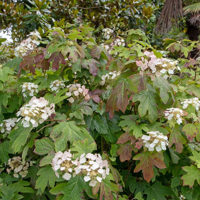 Hortensia quercifolia Alice - Hydrangea de hoja de roble (Porte)