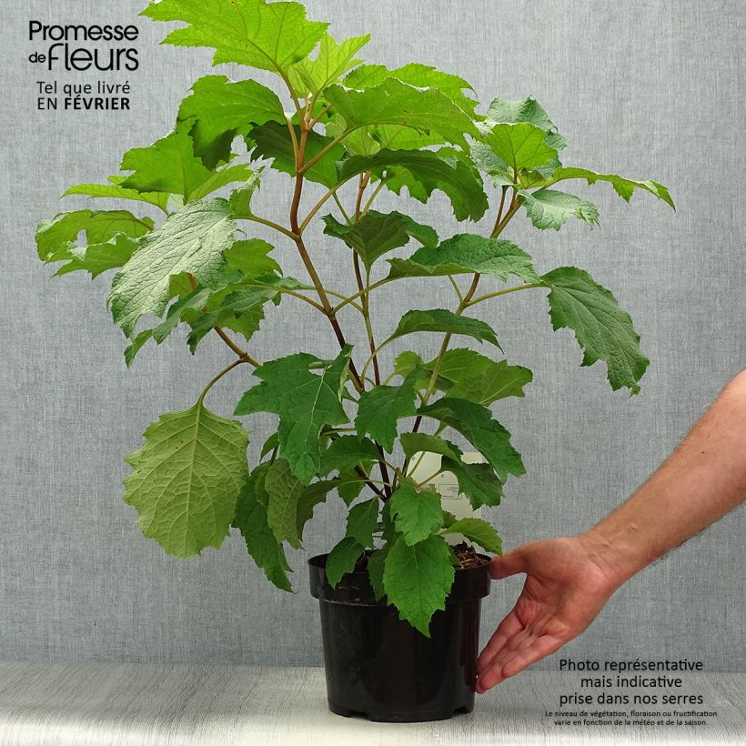 Ejemplar de Hortensia quercifolia Burgundy - Hortensia de hoja de roble Maceta 2L/3L entregado en otoño