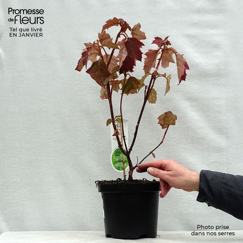 Hortensia quercifolia Harmony - Hortensia de hoja de roble Maceta 2L/3L Ejemplar entregado en invierno