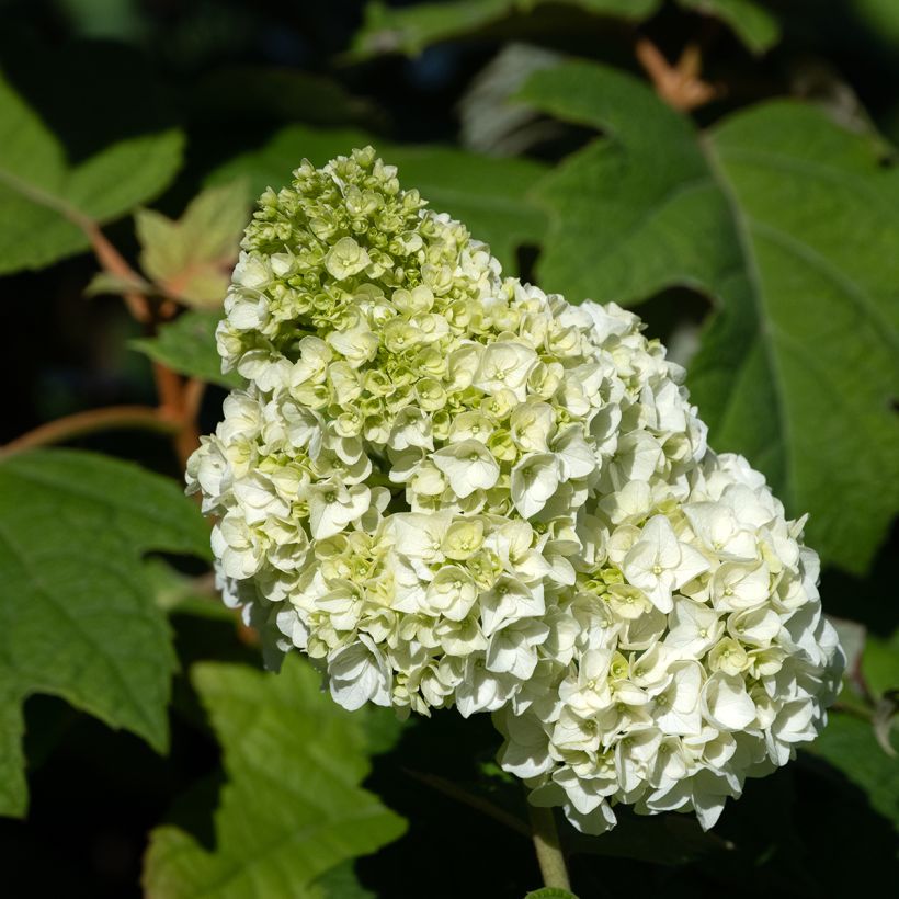 Hortensia quercifolia Harmony - Hortensia de hoja de roble (Floración)