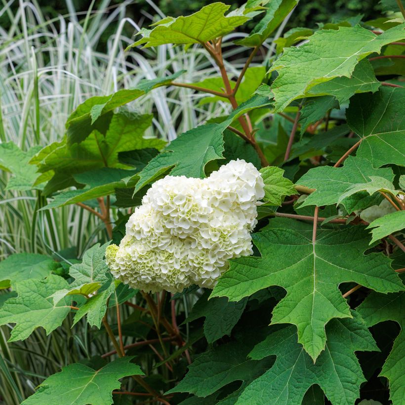 Hortensia quercifolia Harmony - Hortensia de hoja de roble (Porte)