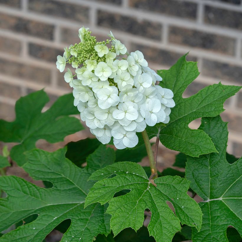 Hortensia quercifolia Jetstream - Hortensia de hoja de roble (Floración)