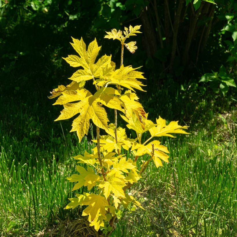 Hortensia quercifolia Little Honey - Hortensia de hoja de roble (Porte)