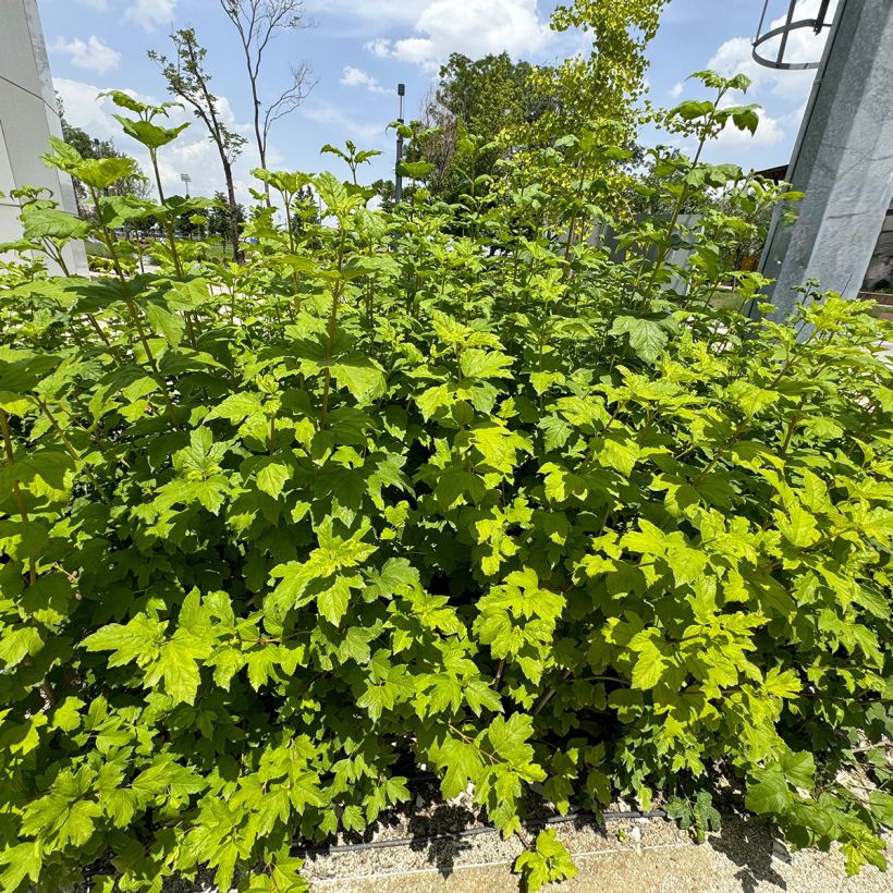 Hortensia quercifolia Ruby Slippers - Hortensia de hoja de roble (Porte)