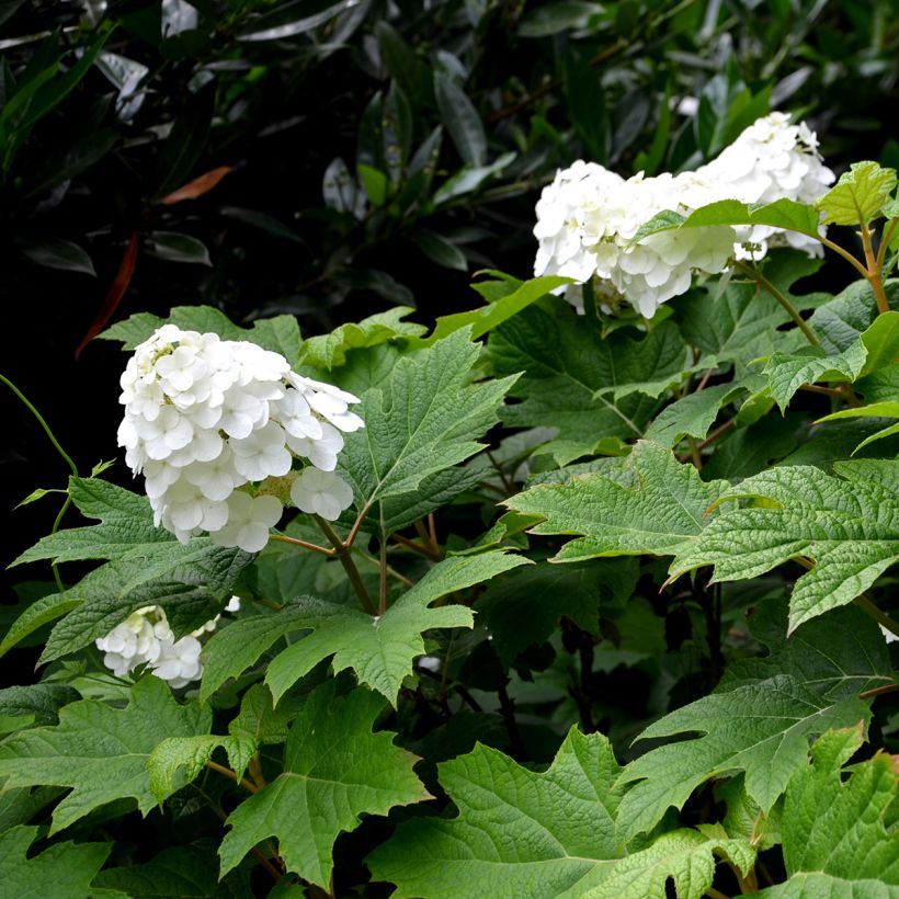 Hortensia quercifolia Snow Queen - Hortensia de hoja de roble (Floración)