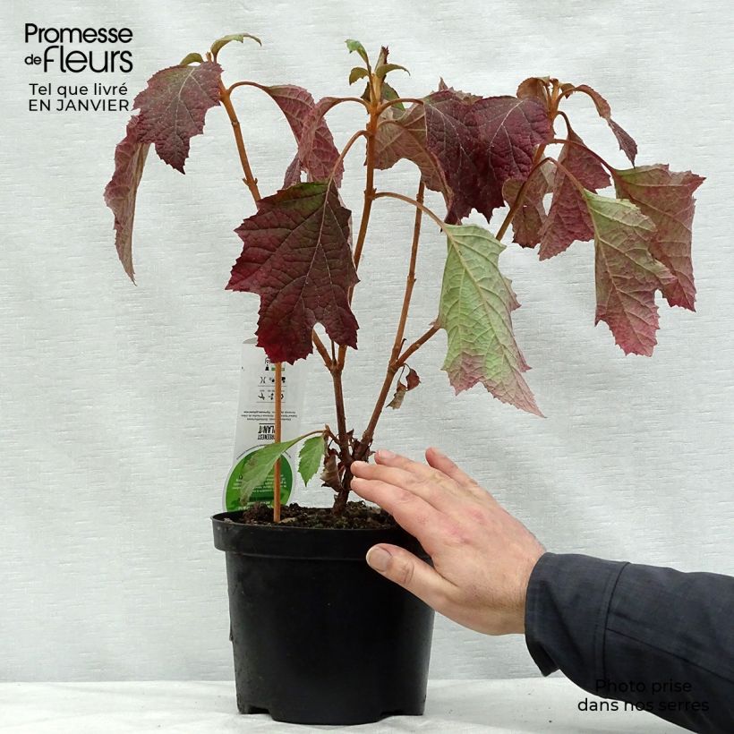Hortensia quercifolia Snowflake - Hortensia de hoja de roble Maceta 3L/4L Ejemplar entregado en invierno