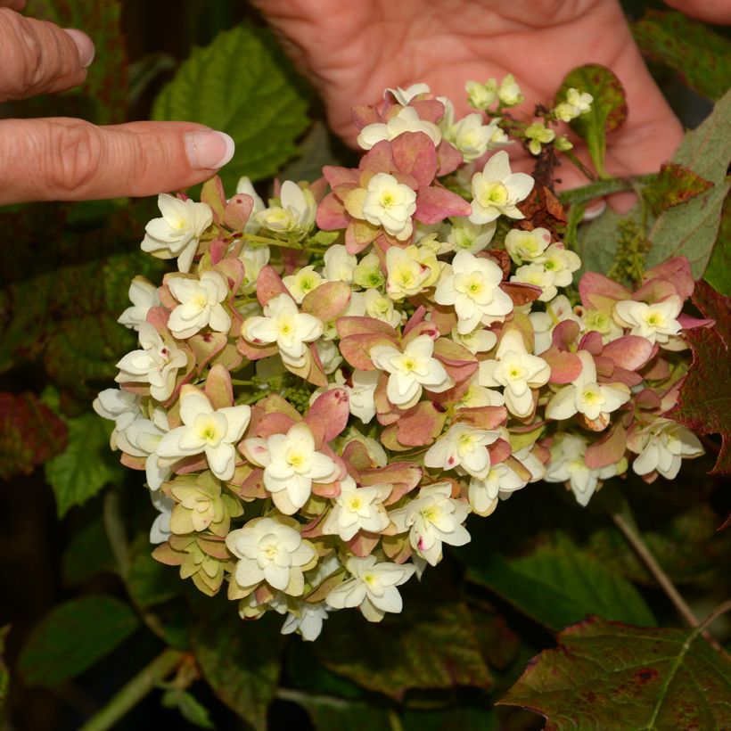 Hortensia quercifolia Snowflake - Hortensia de hoja de roble (Floración)