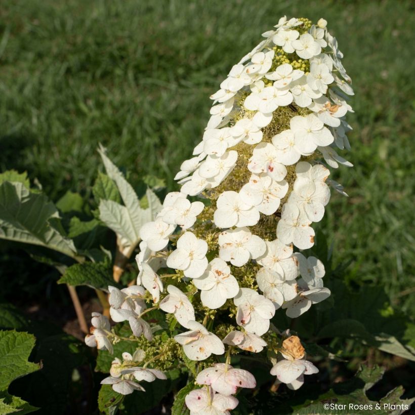 Hydrangea quercifolia Yeti - Hortensia de hoja de roble (Floración)