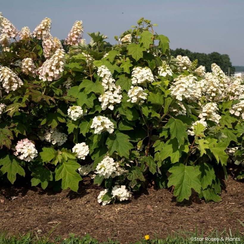 Hydrangea quercifolia Yeti - Hortensia de hoja de roble (Porte)