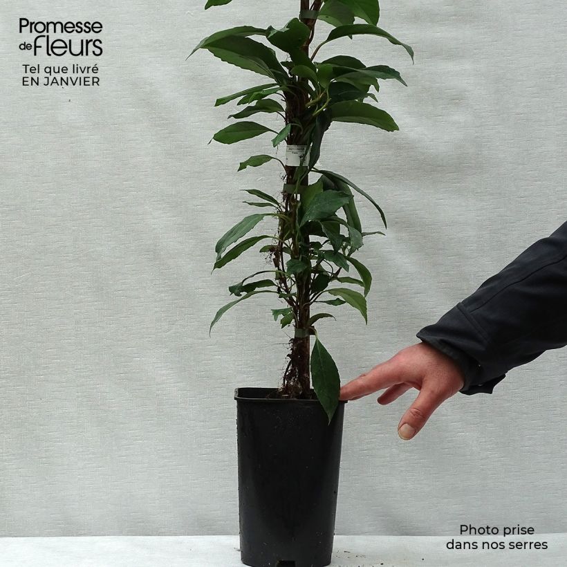 Hortensia seemanii - Hydrangea Maceta 6L/7L Ejemplar entregado en invierno