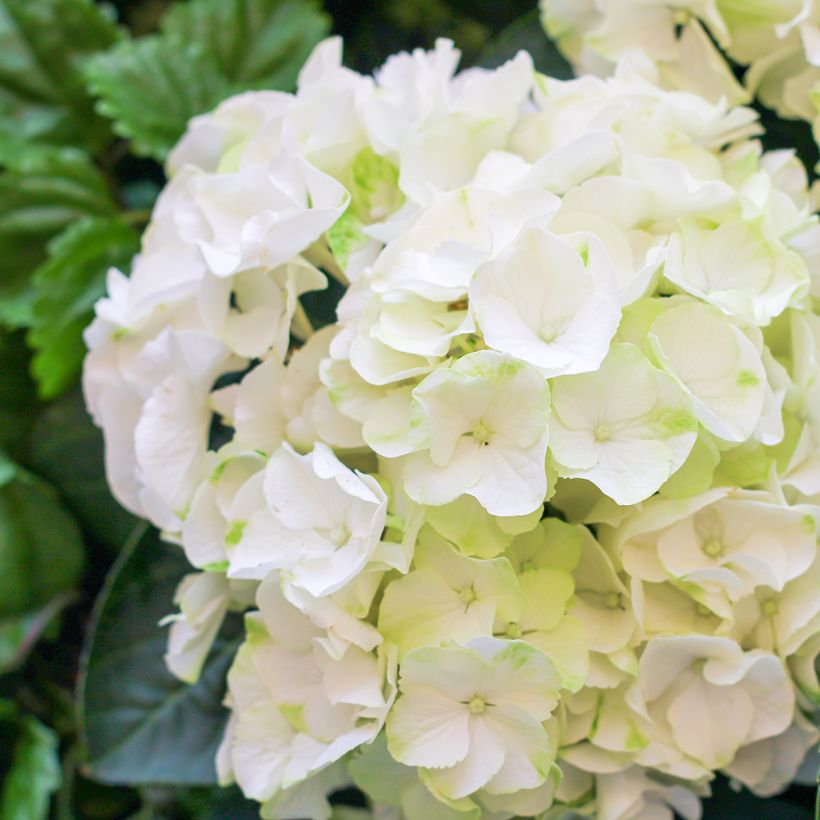 Hortensia macrophylla Bright White - Hydrangea (Floración)