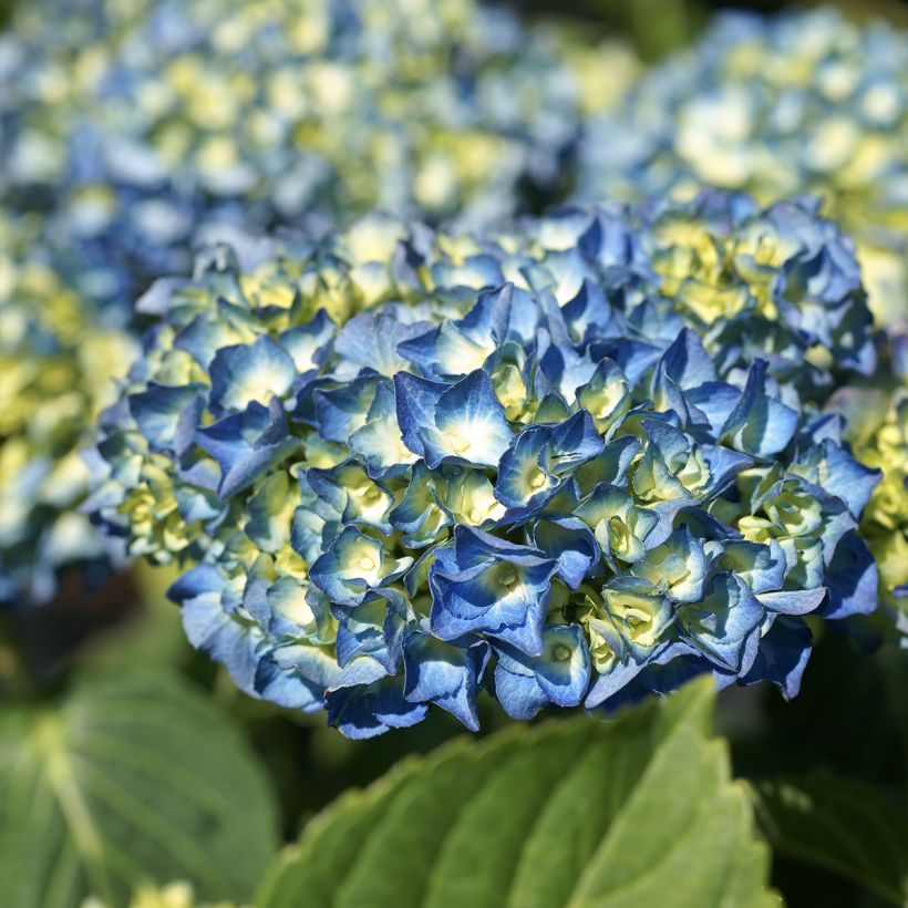 Hortensia macrophylla Renate Steiniger - Hydrangea (Floración)