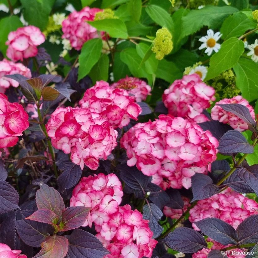 Hydrangea Black Velvet Darbi - Hortensia  (Porte)