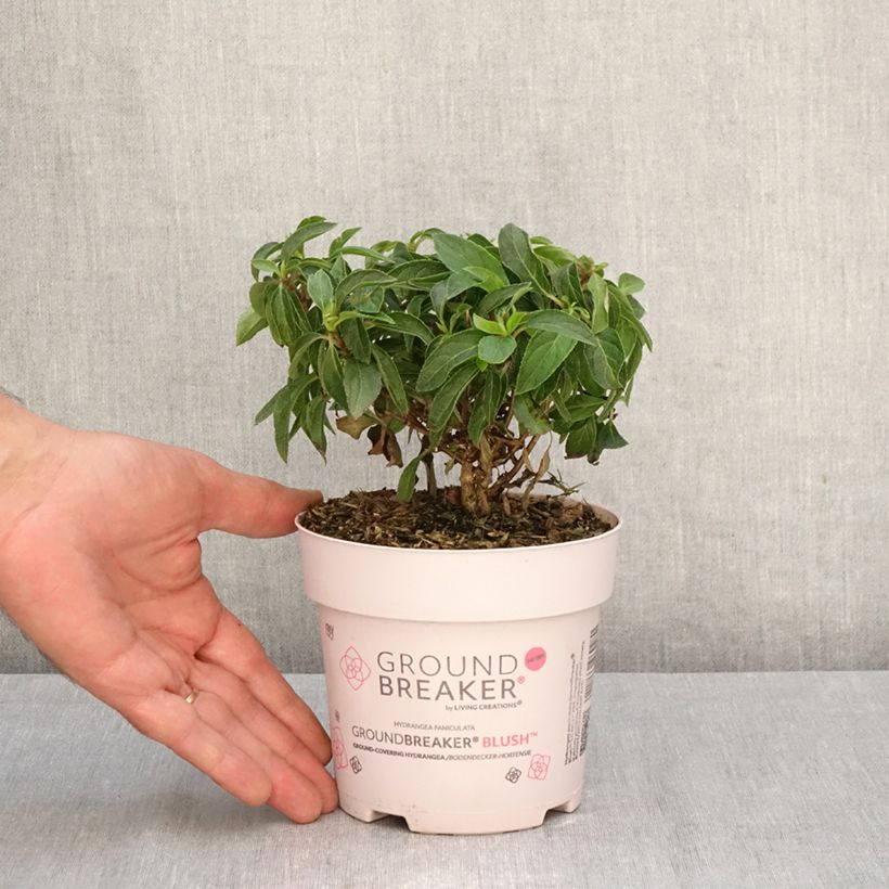 Ejemplar de Hortensia paniculata Groundbreaker - Hydrangea paniculata Maceta 1L/1,5L entregado en otoño