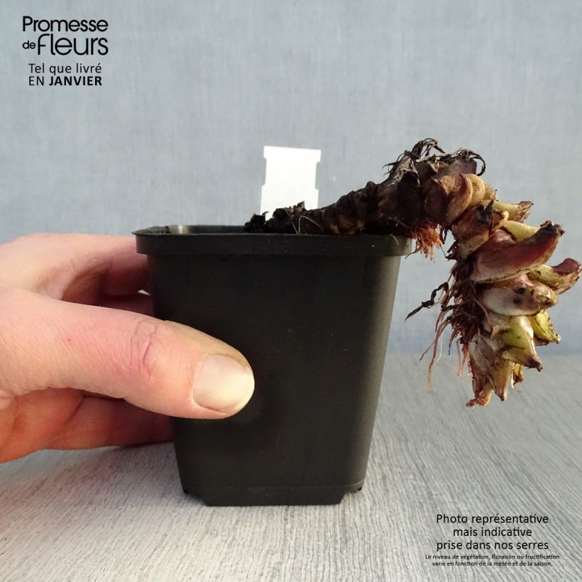 Hydrophyllum canadense Maceta de 8/9 cm Ejemplar entregado en invierno