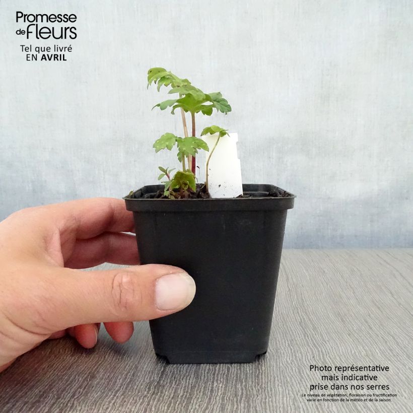 Hydrophyllum canadense Maceta de 8/9 cm Ejemplar entregado en la primavera