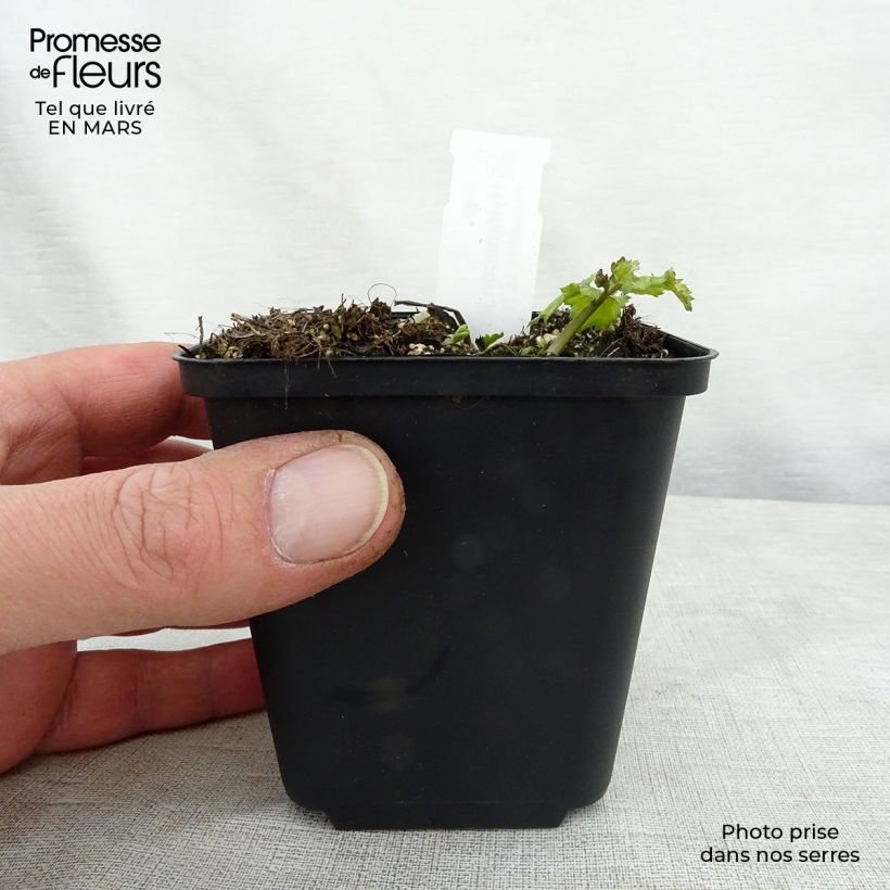 Hylomecon japonica Maceta de 8/9 cm Ejemplar entregado en la primavera