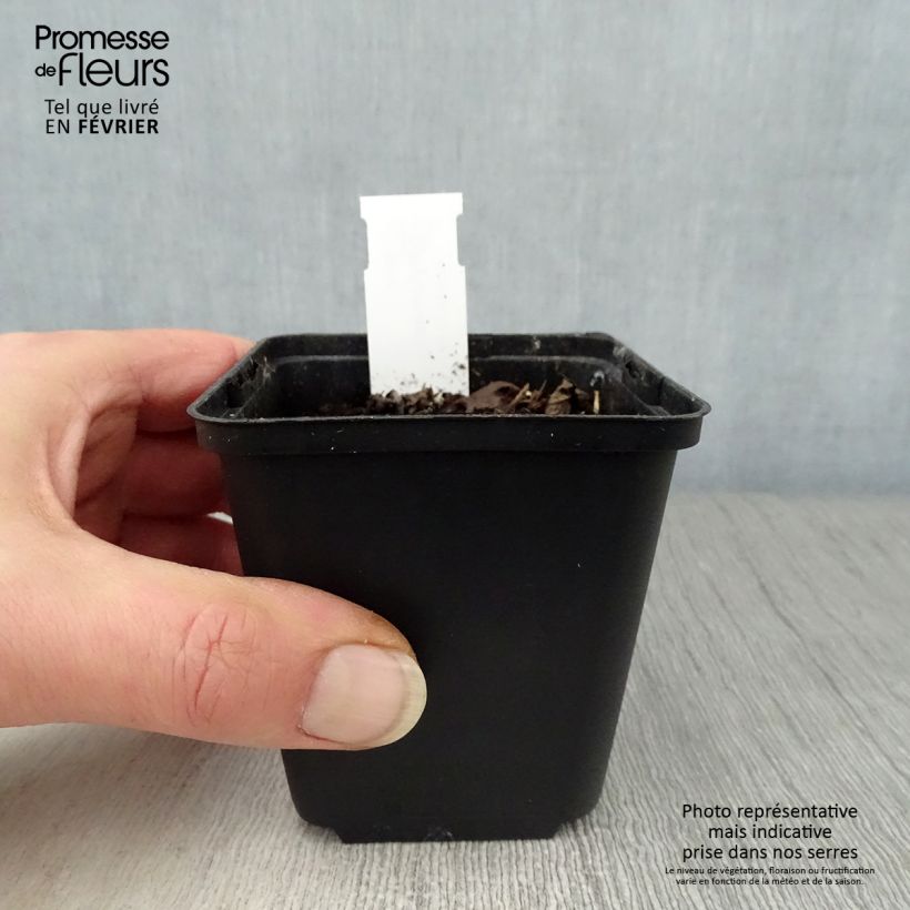 Hylomecon japonica Maceta de 8/9 cm Ejemplar entregado en invierno