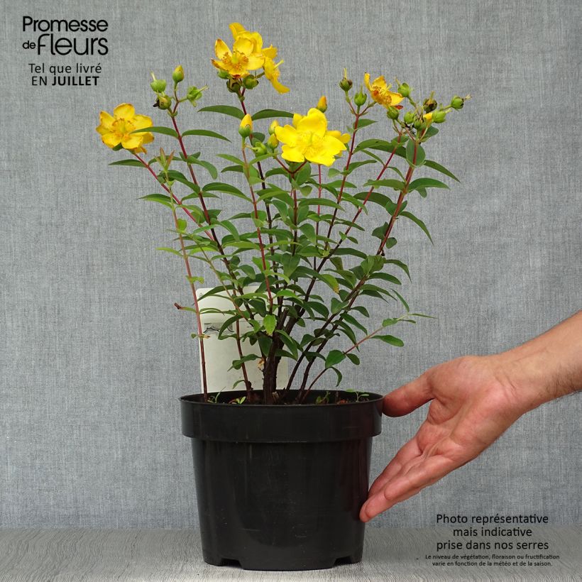 Ejemplar de Hypericum Hidcote - Hipérico Maceta 2L/3L entregado en verano