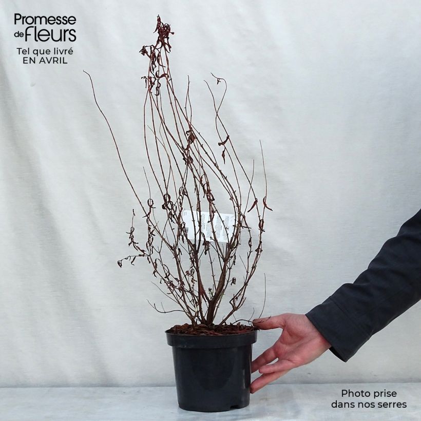 Hypericum Hidcote - Hipérico Maceta 2L/3L Ejemplar entregado en la primavera