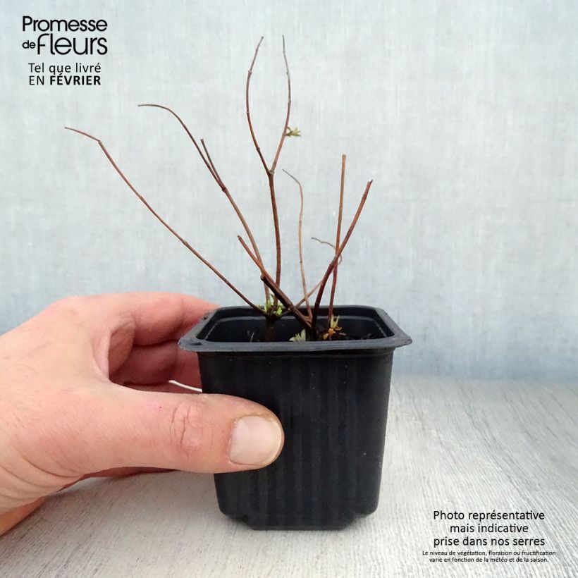 Hypericum Hidcote - Hipérico Maceta de 8/9 cm Ejemplar entregado en invierno